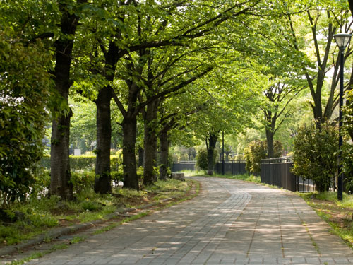 越谷市　逆川緑の道